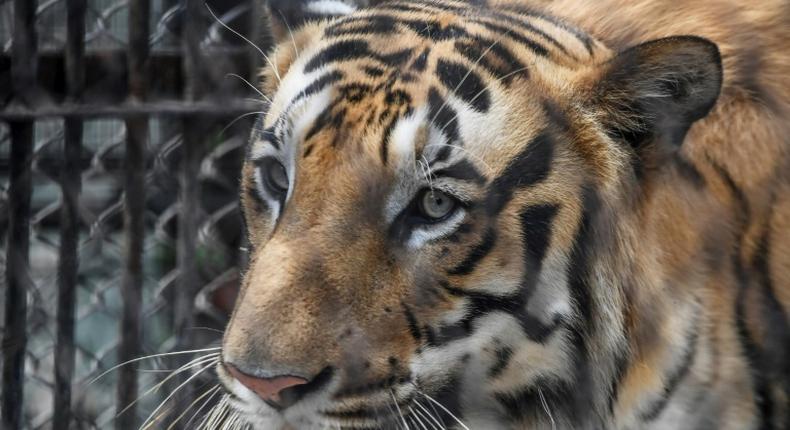 A tiger is pictured at a zoo in India in April 2020