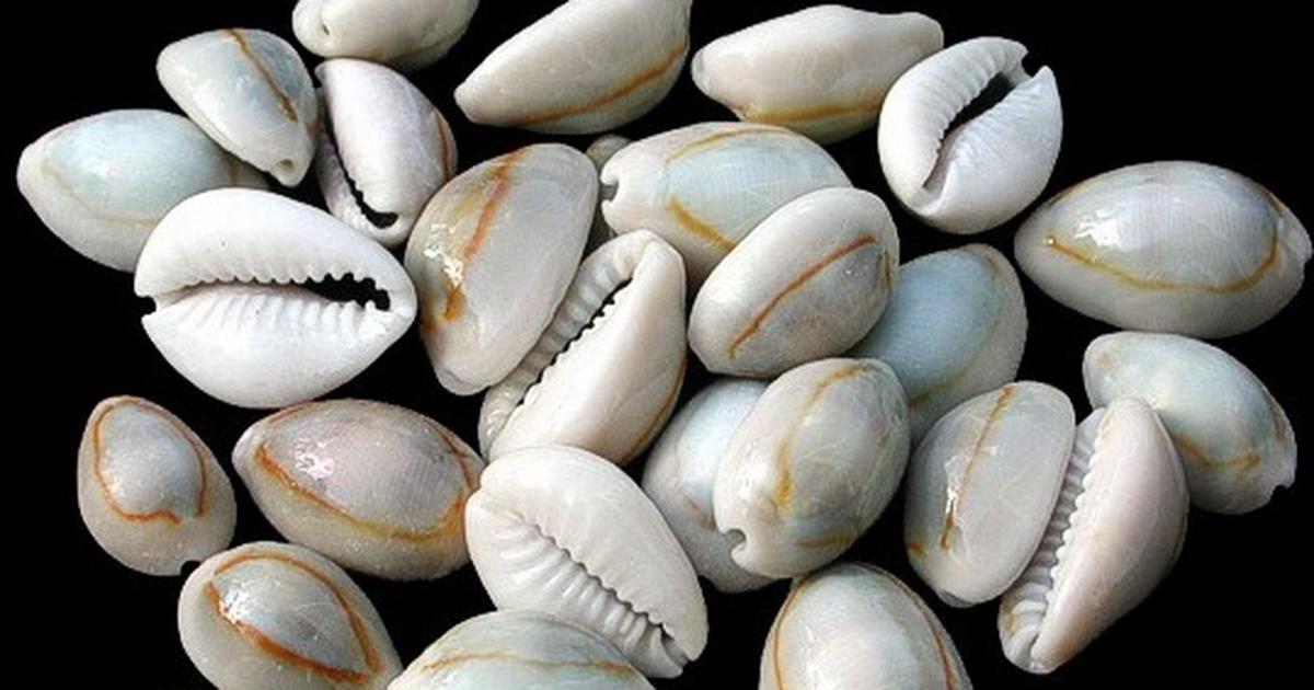 The origin story of cowrie shells, their significance and