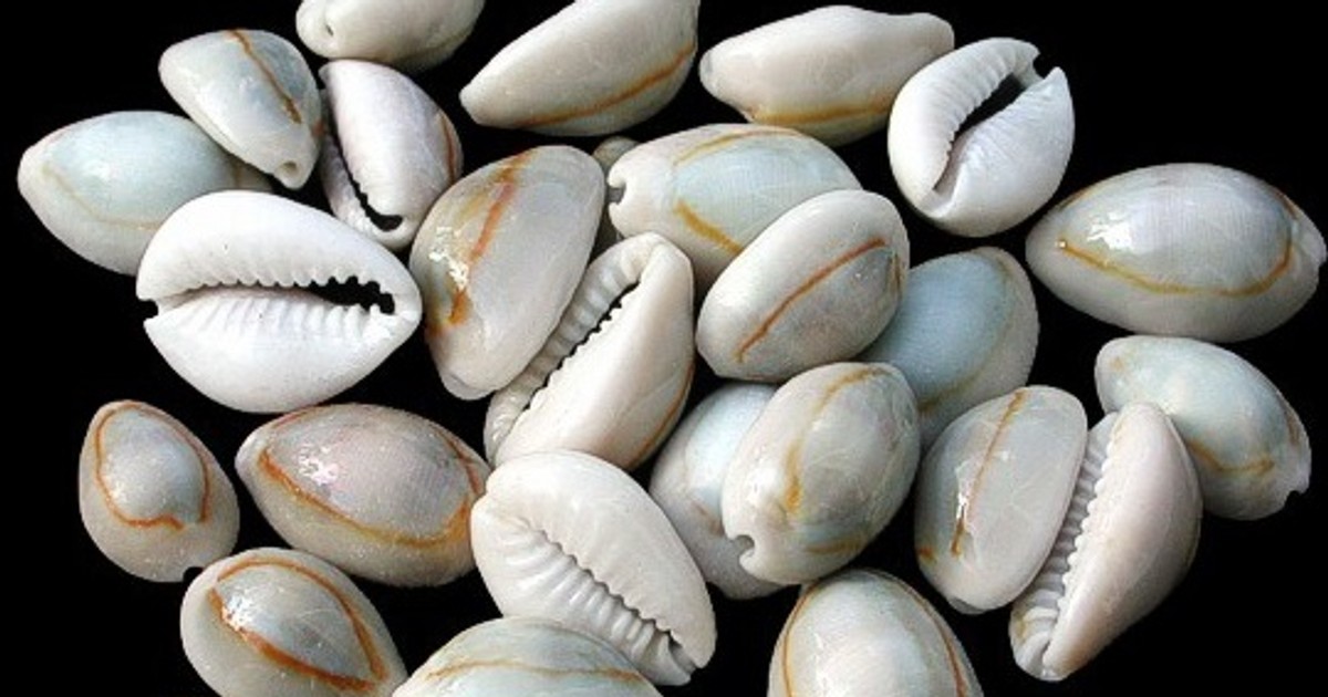 Cowrie Shells and Trade Power  National Museum of African