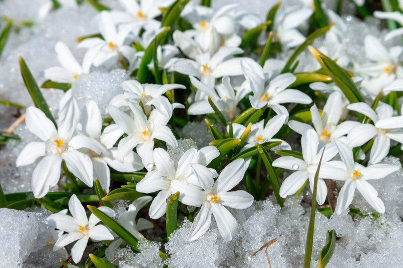 Śnieżnik White,Snowdrop,Flowers,(glory-of-the-snow,,Chionodoxa,Forbesii),On,Snow,Background.