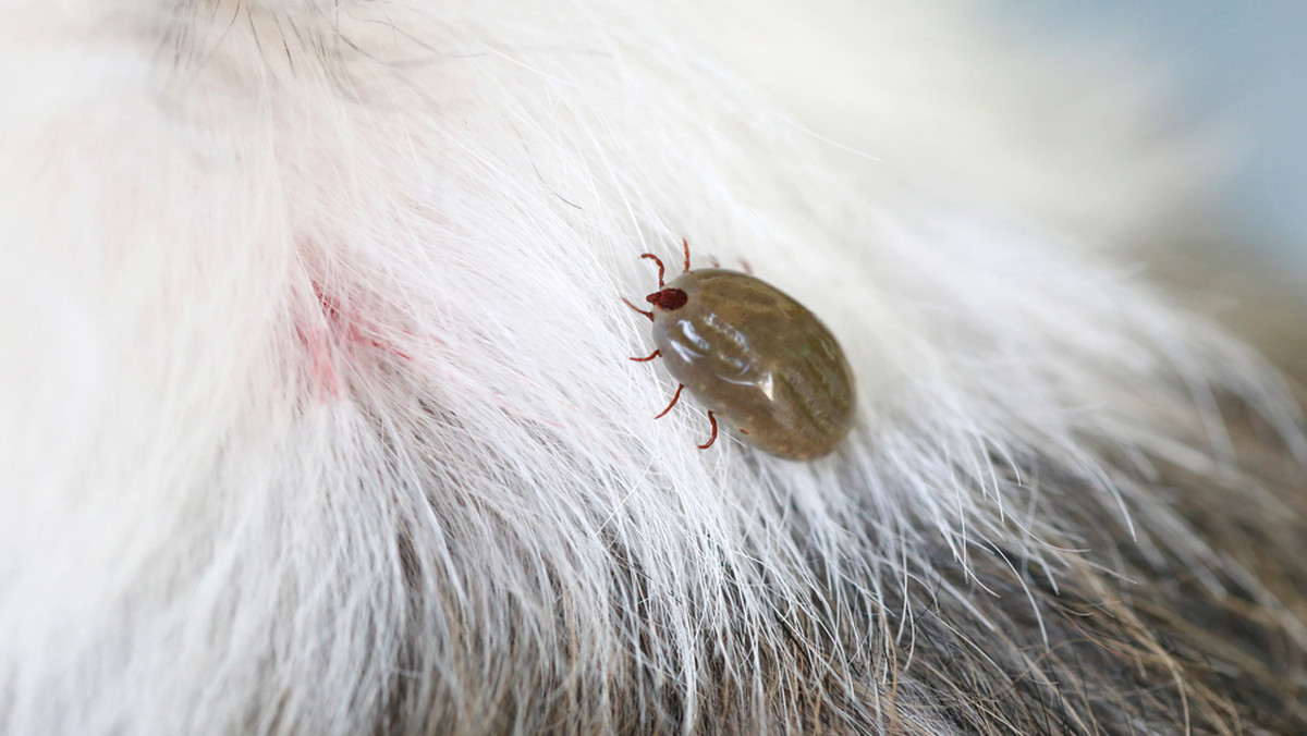 Od kilku lat zmagamy się z plagą kleszczy przenoszących niebezpieczne choroby. Rosnąca liczba przypadków chorób odkleszczowych może mieć związek z łagodnymi zimami. Jakie są objawy boreliozy u zwierząt i czy można zarazić się nią od swojego psa lub kota?