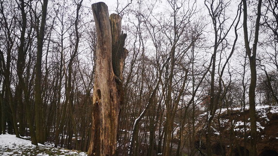 W Poznaniu pozostawiają pnie starych drzew. Są domem małych stworzeń