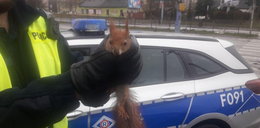 Ta wiewiórka miała prawdziwe szczęście! Policjanci uratowali jej życie