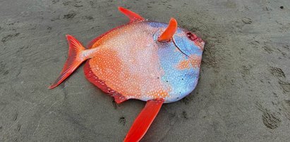 Olbrzymie rzadkie zwierzę znalezione na plaży. Teraz badają je naukowcy