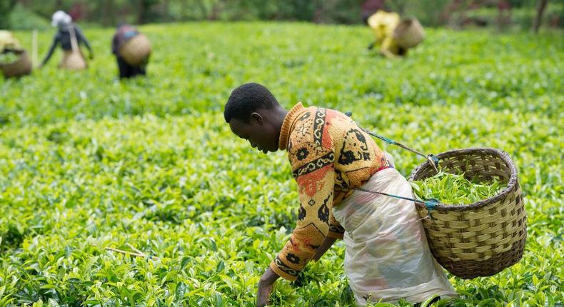 Tea Farming in Kenya