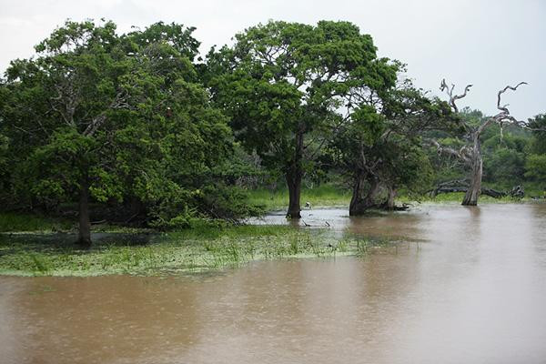 Galeria Sri Lanka - bogactwo fauny i flory, obrazek 4