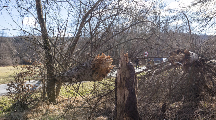 Kidőlt fák, lakhatatlan épületek - Súlyos károkat okozott a vihar /Illusztráció: MTI/Katona Tibor