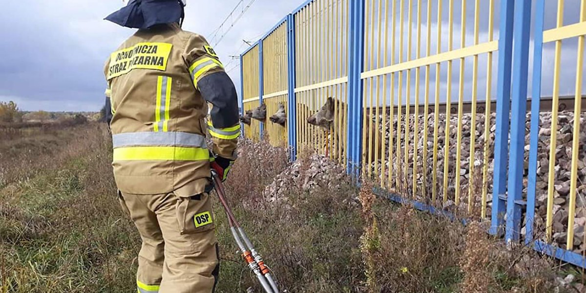 Cztery dziki utknęły na stacji PKP.