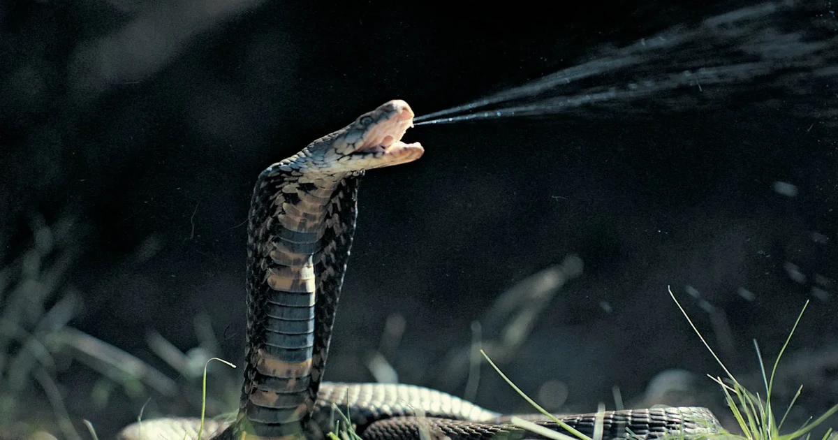 The world's most venomous snakes | Pulse Nigeria - Vimarsana News
