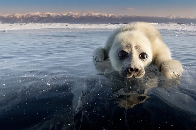 cute-baby-seal-waves-photographer-alexy-trofimov-russia-07a