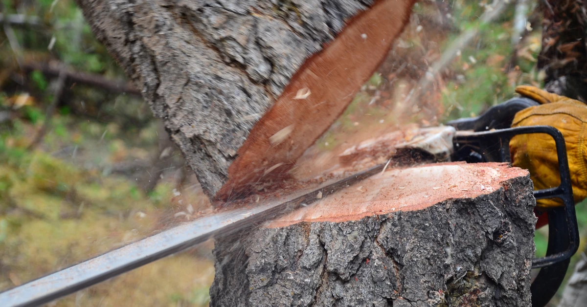 Nowe przepisy ułatwią usuwanie drzew z prywatnych działek. Milcząca zgoda po 60 dniach