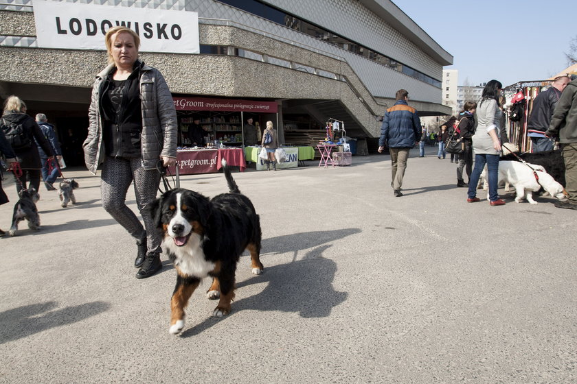 Wystawa psów w Katowicach
