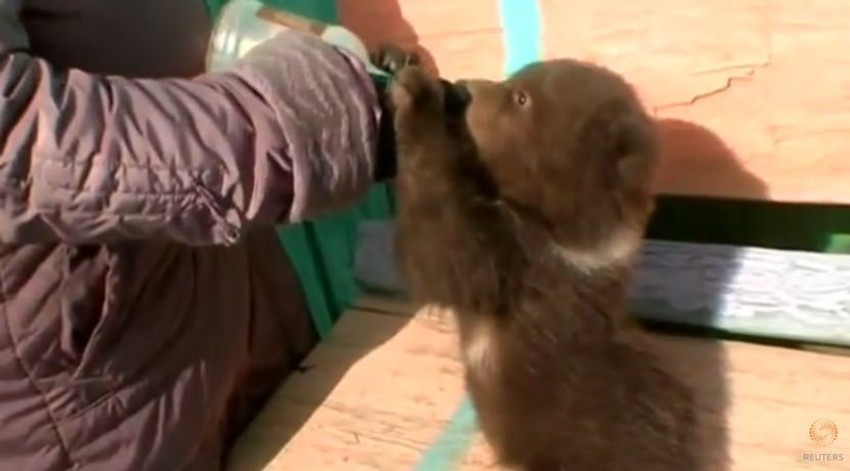 Medvedić će ipak morati da nađe novi smeštaj kad poraste