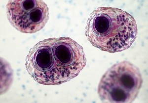 Citomegalovirus je veoma čest virus iz porodice herpes virusa