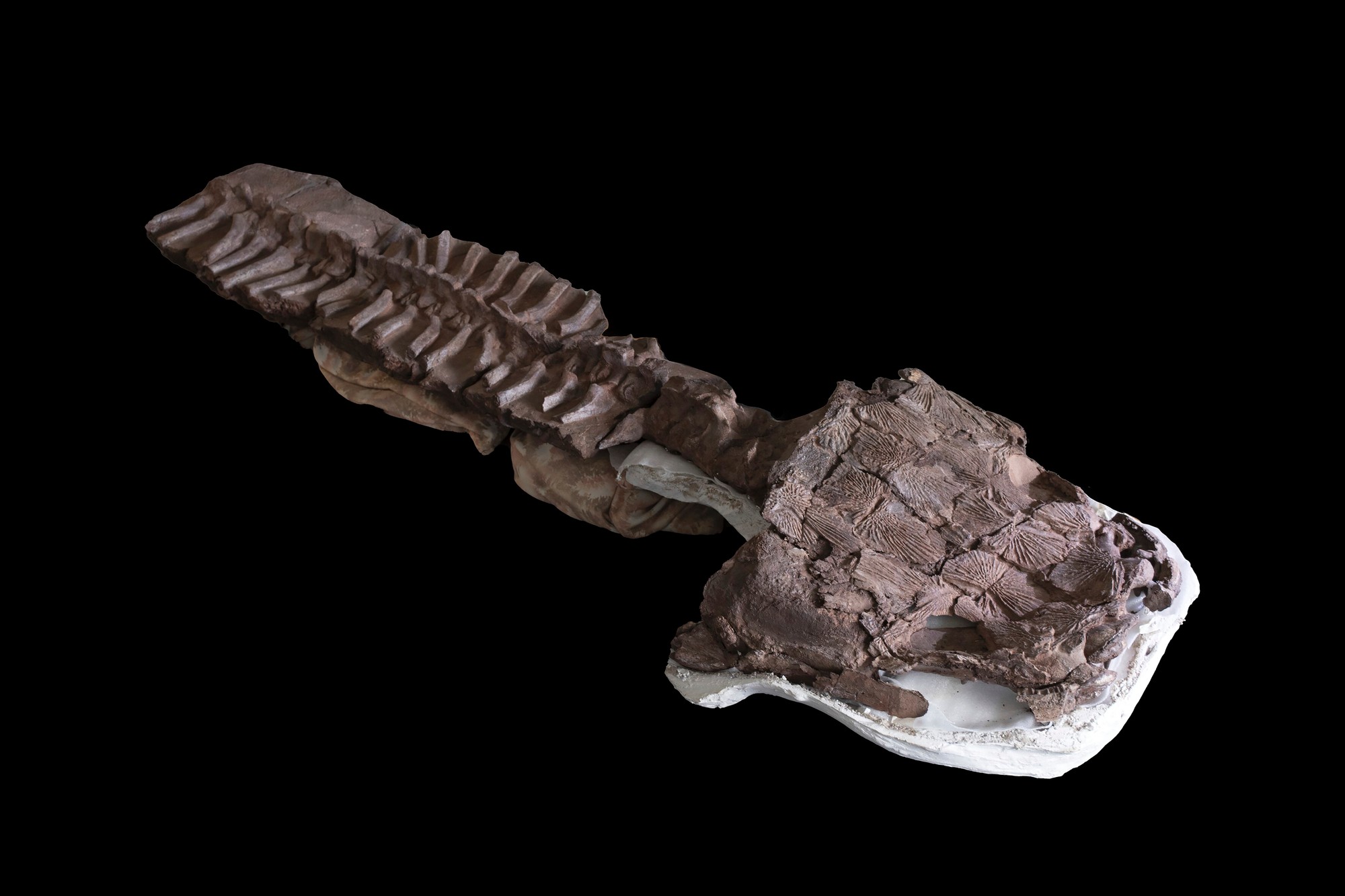 Našli fosíliu tvora, ktorý existoval 40 miliónov rokov pred dinosaurami.