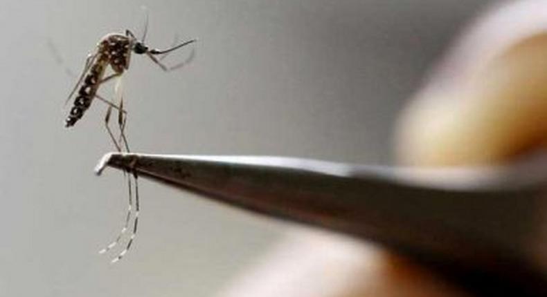Bacteria blocks mosquitoes from transmitting Zika -Brazilian study
