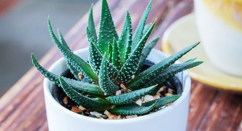 Bad News: Your Aloe Vera might not actually contain any Aloe Vera 