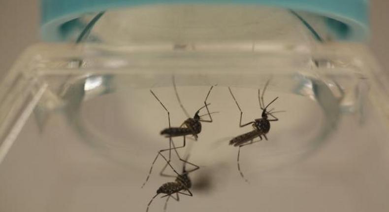 U.S. researcher contracts Zika during experiment - media