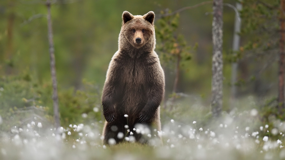 Finlandia: Niedźwiedź wpadł na maskę auta wynajętego przez turystów