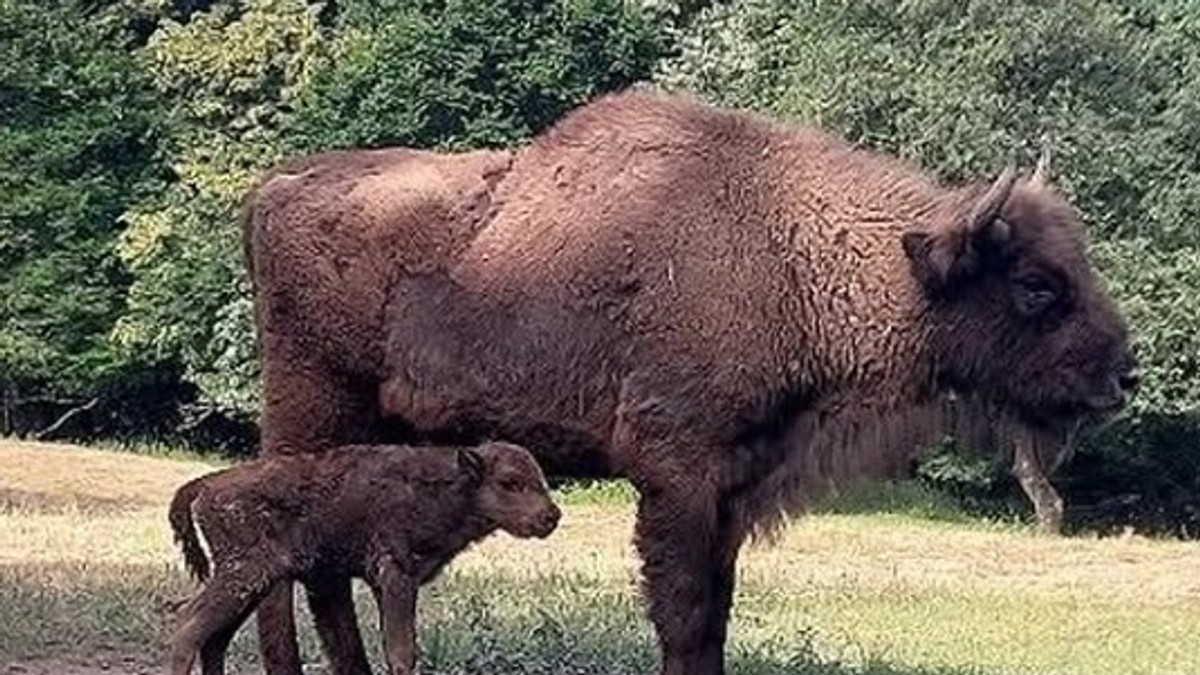 Bizoni na Fruškoj gori