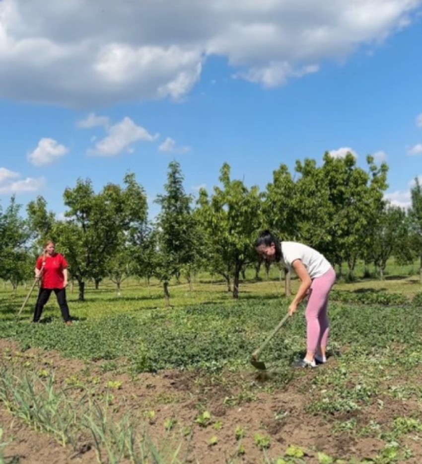 Kaća Lazić kopa njivu
