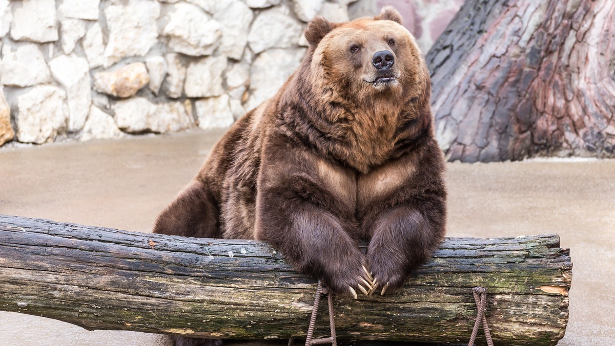 Do zdarzenia doszło w warszawskim zoo w sobotę po południu. Pijany mężczyzna wpadł do wybiegu dla niedźwiedzi. Teraz będzie musiał tłumaczyć się policji - informuje Metro Warszawa.