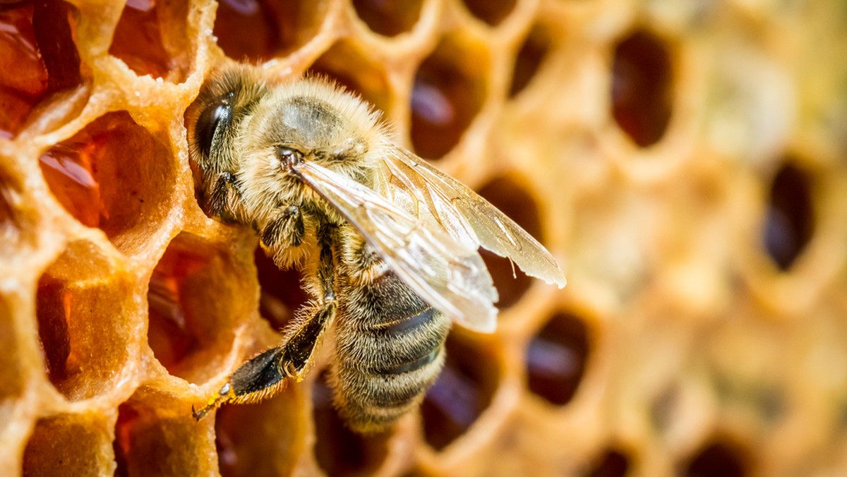 Dużo miodu spadziowego, ale mało nektarowego zebrali w tym roku małopolscy pszczelarze. W ich ocenie tegoroczne miodobranie w regionie było przeciętne, można jednak mówić o nieurodzaju miodu akacjowego i rzepakowego.