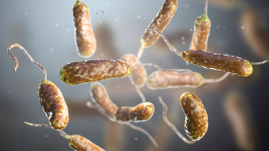 Bakterija Vibrio
