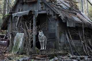 'Wataha' - nowy serial od niedzieli w HBO