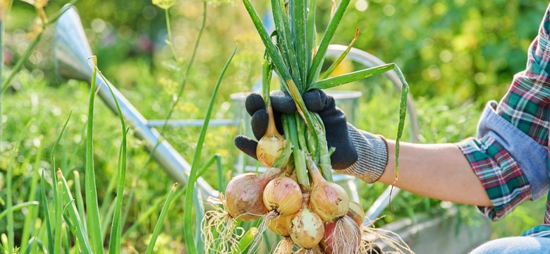 Posadź obok cebuli. W sezonie odwdzięczy się obfitymi plonami