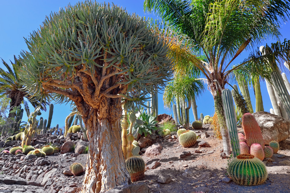 Jardín Canario, Gran Canaria