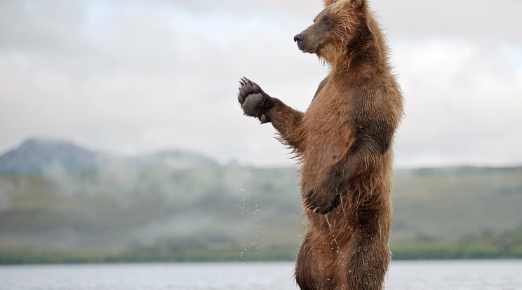 A kamcsatkai barna medve 3 méteresre is nőhet /Fotó: Northfoto