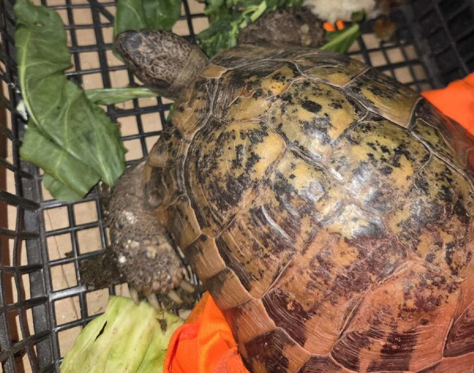 Pokušaj krijumčarenja kornjače koja je zaštićena vrsta