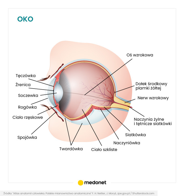 Oko [INFOGRAFIKA]