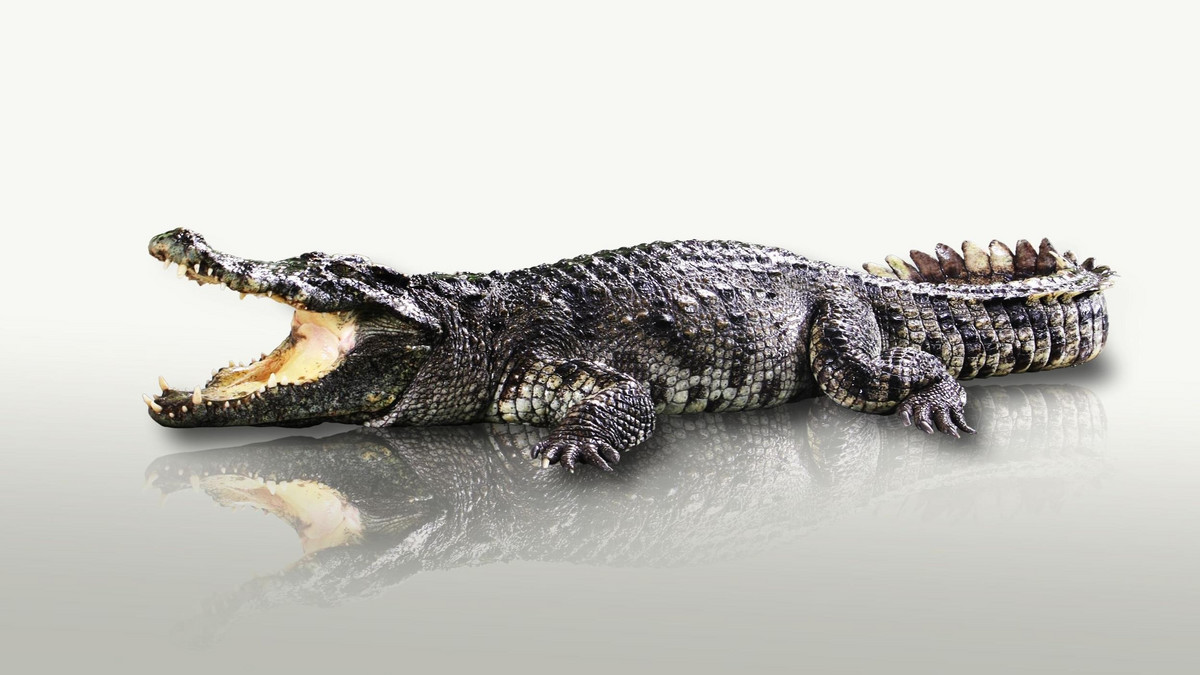 Płytka chirurgiczna znaleziona w żołądku 5-metrowego krokodyla