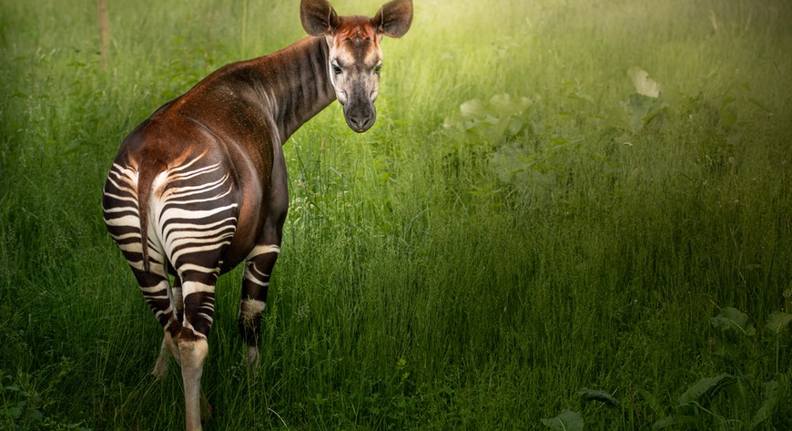 Okapi to wyjątkowo piękne ssaki