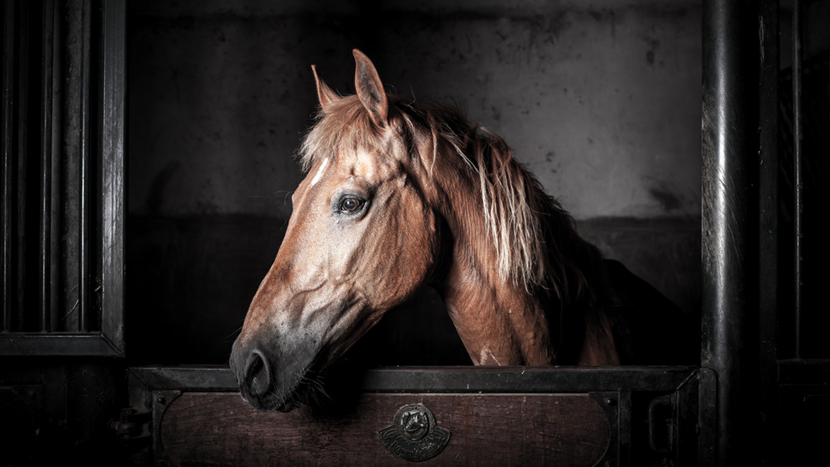 W stadninie w Niestępowie koło Żukowa jednej nocy padło sześć koni. Właściciele podejrzewają, że zostały otrute – poinformowała "Gazeta Wybocza".