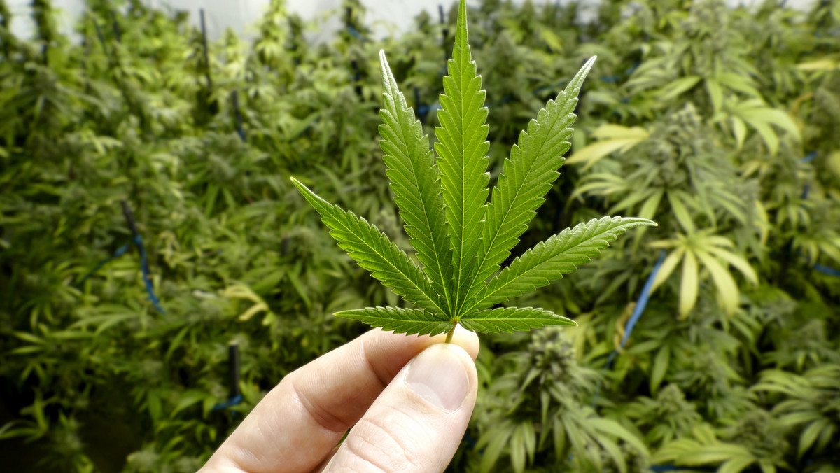 Przez dwanaście lat, od czasu obowiązywania ustawy o przeciwdziałaniu narkomanii, zgłoszono sześć projektów ustaw dotyczących obrotu pochodnymi marihuany. Wszystkie trafiały do kosza. Najbliższy wprowadzenia produktów do użytku jest Kukiz’15.