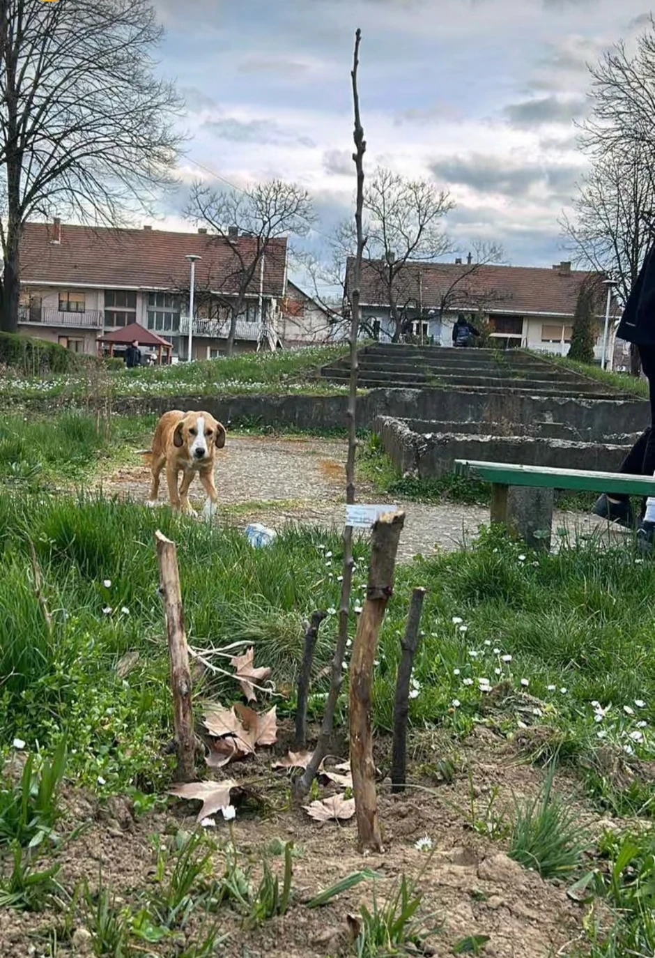 Drvo koje je Nikola posadio u naselju Dubočica