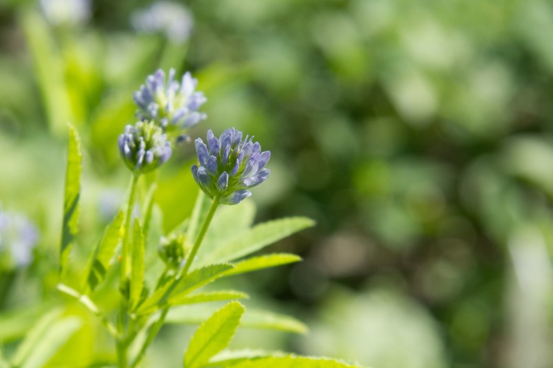 Kozieradka pospolita Blooming,Blue,Fenugreek