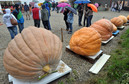 Gigantyczna dynia waży 500 kg!