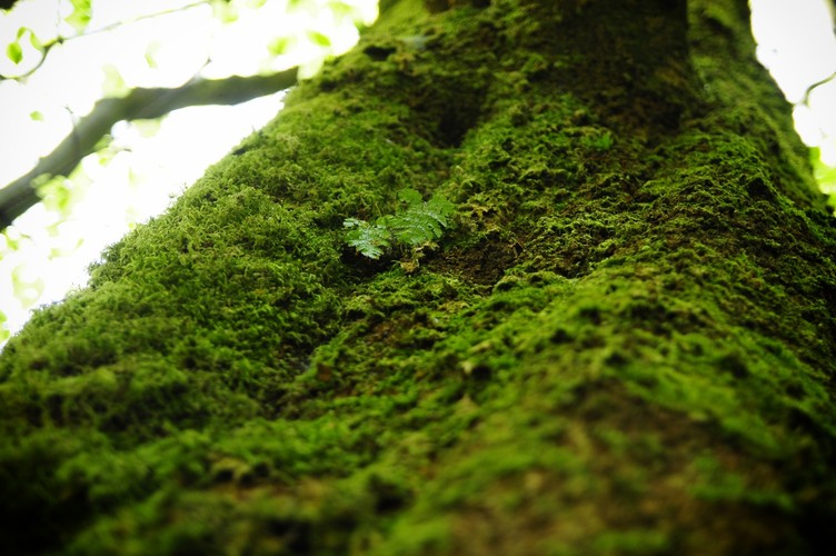 W granicach projektowanego parku znajduje się największa koncentracja starych drzewostanów o cechach lasu naturalnego w polskiej część łańcucha Karpat. Ten zwarty kompleks leśny wkracza także na teren Ukrainy. Jak wskazują przyrodnicy, tamtejszy fragment puszczy doznał jednak większego uszczerbku spowodowanego działalnością człowieka, niż część leżąca w Polsce. Niemniej jednak, nasi wschodni sąsiedzi są o krok od ustanowienia parku narodowego na całym leśnym obszarze przylegającym do projektowanego TPN.
<br><br>
fot. Maciek Suchorabski