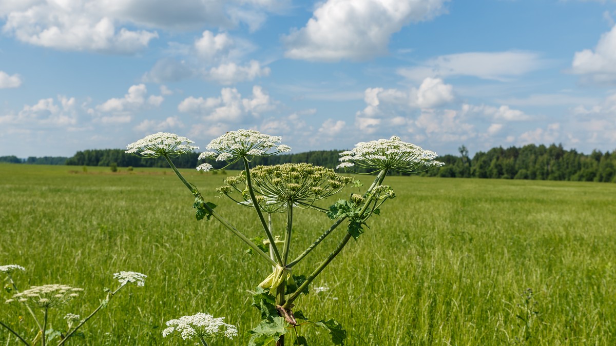 Biljka divovska mečja šapa