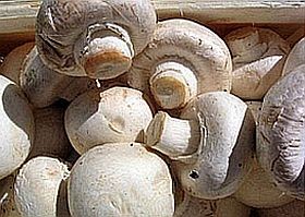 sampinyon-gomba-d000011D0671a39961b9b