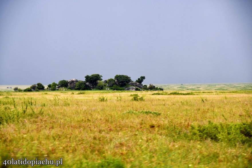 Park Narodowy Serengeti, Tanzania 2021