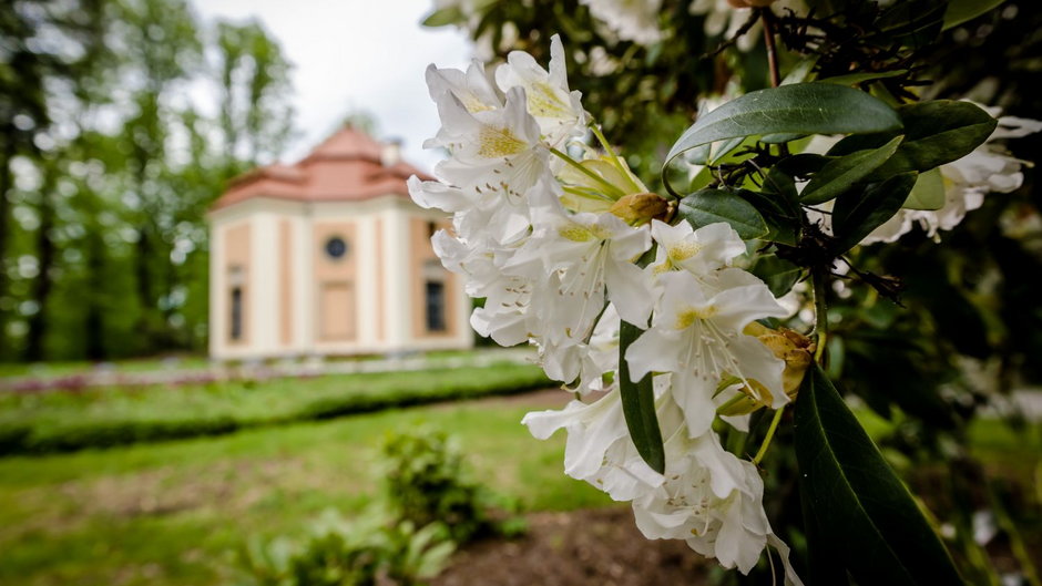 Zamek Książ i jedna z największych kolekcji rododendronów w Polsce!