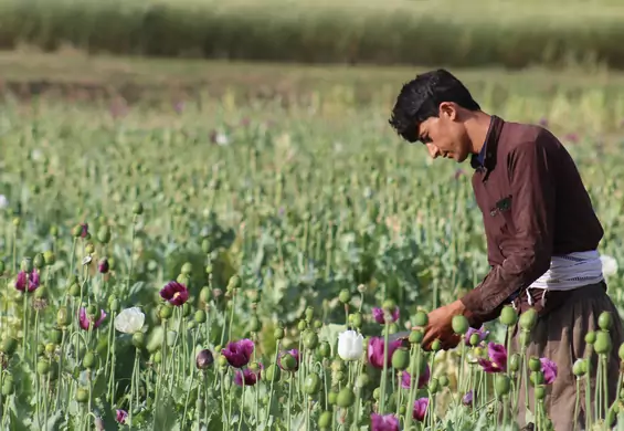 Afganistan stał się największym producentem narkotyków z maku. Teraz chce zakazać upraw