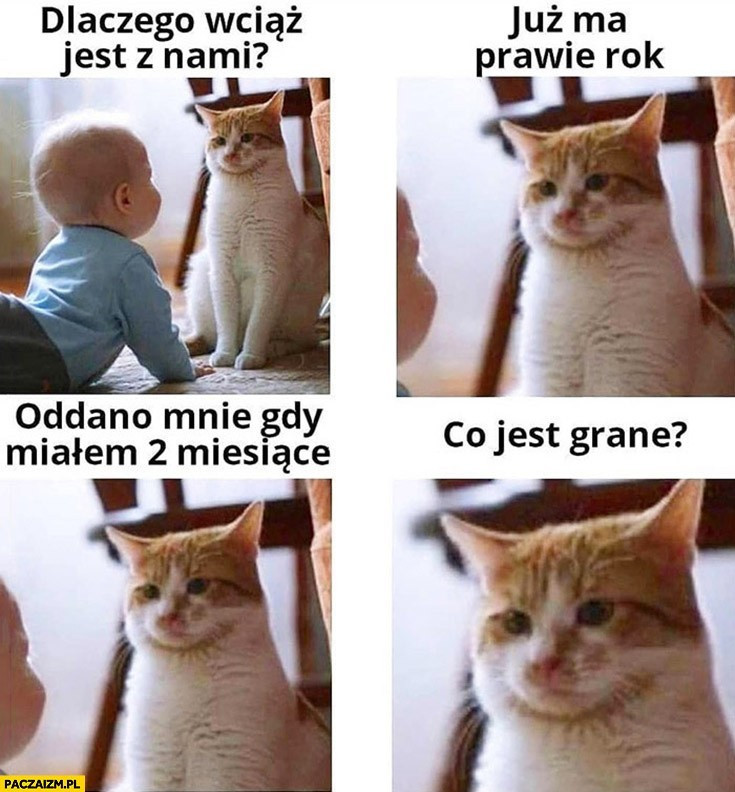 Najlepsze memy o kotach