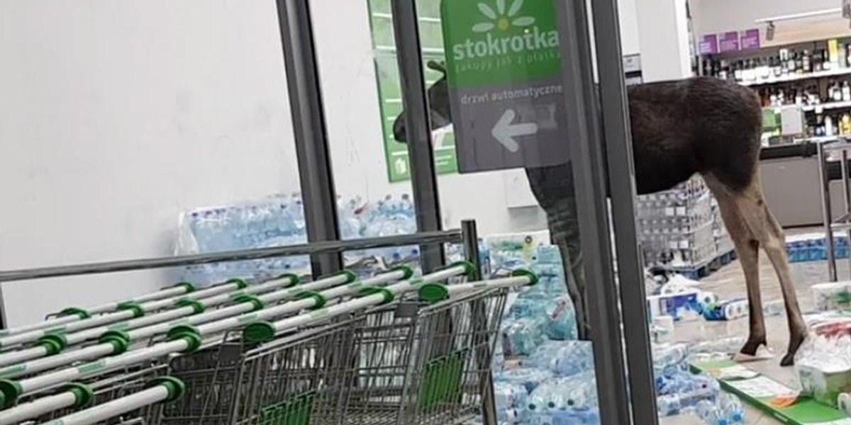 Łoś wszedł na zakupy do sklepu i.... zdewastował stoisko z alkoholem. Zobacz, jak do tego doszło WIDEO