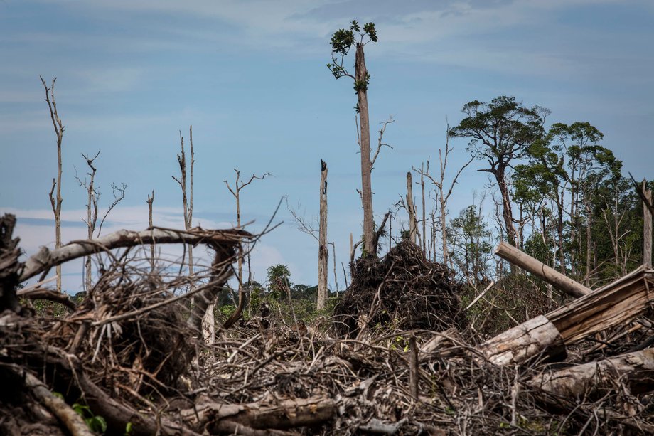 Krajobraz po wycince lasów w Indonezji pod uprawę palm 